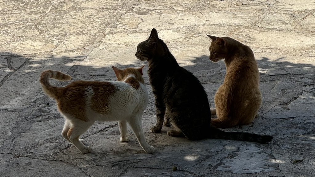 Chania Crete for Aegean Conference ! Going to guess the local Mouse population is minuscule and edgy ..