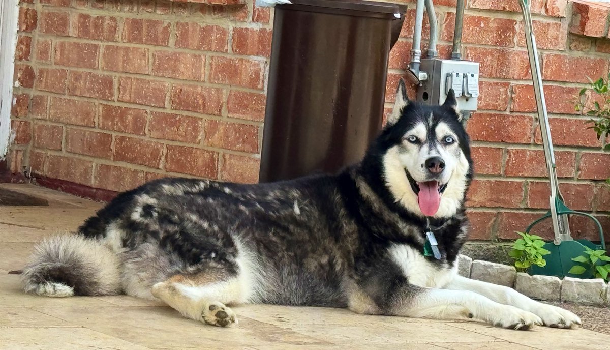 PepitaCorona's tweet photo. Angel by my side ….♥️Frida gets me when I’m not in my best Mood🙄 & she just let me fool around her😂🤓👓Happy Bless Martes !! #myfrida #huskylovers #myhusky #intelligentdogs #moodymartes #tuesdaydogs several👅 #tongueoutdogs as we’ve been missing a few #dogsarelove Enjoy VIT😉 https://t.co/BnblhOeDIb