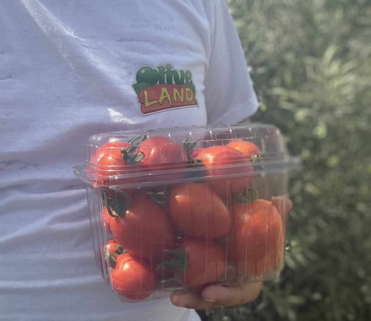 We also grow Roma tomatoes in Oliveland. The Mediterranean climate offers us the opportunity to grow all kinds of tomatoes for five months a year.

#Oliveland #SustainableFarming #Roma #RomaTomato #Solanumlycopersicum #FarmFresh 

🌿 Buy a pack now and join our community 📷