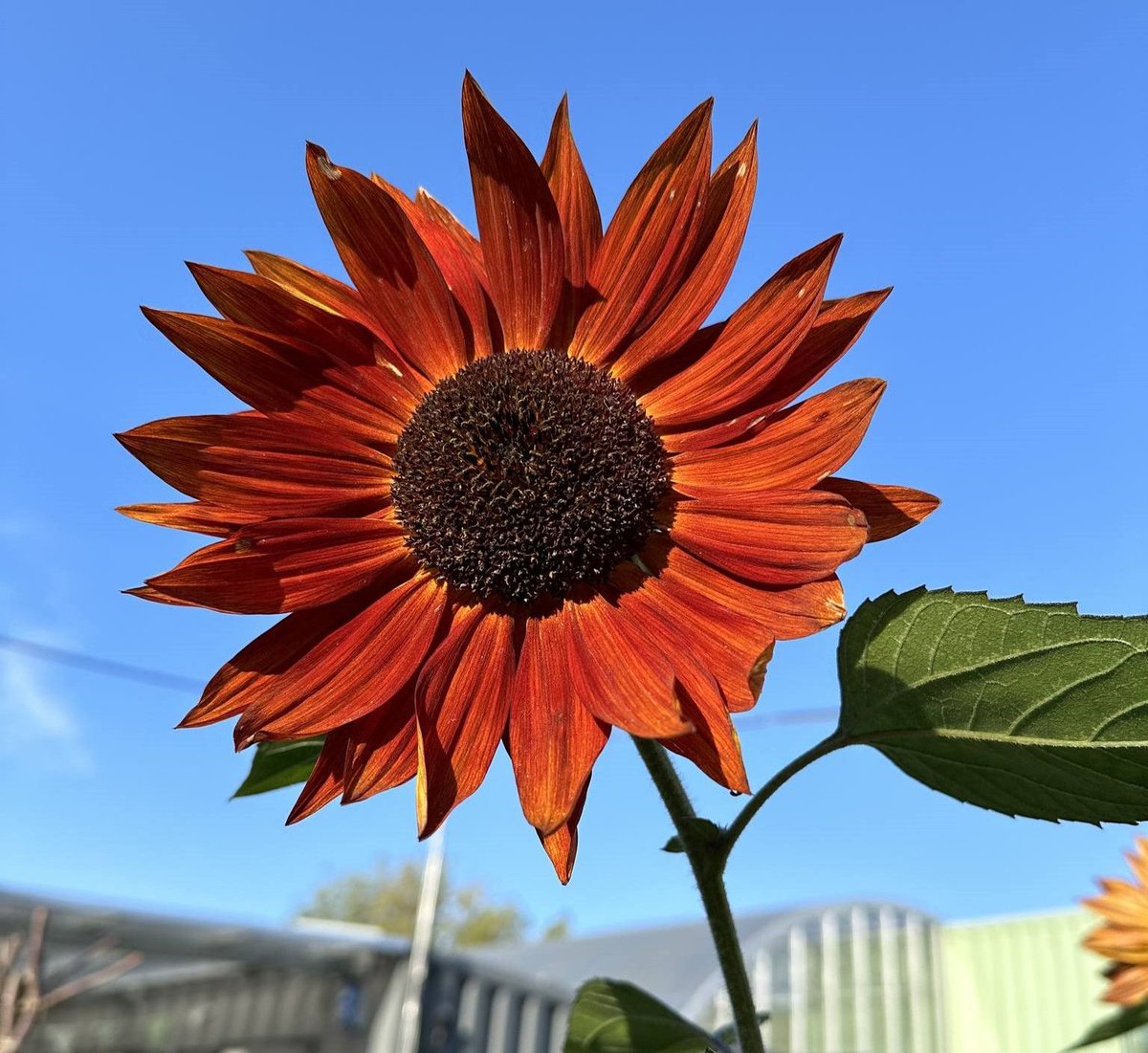 Hulme Community Garden Centre (@hulmecgardenc) on Twitter photo It is our Summer Party on Saturday 13th July - we still have a few spaces left for craft stalls - if you are locally based, your items are handmade and are sustainable/recycled then please contact tim@hulmegardencentre.org.uk if you would like a table -) It is our Summer Party on Saturday 13th July - we still have a few spaces left for craft stalls - if you are locally based, your items are handmade and are sustainable/recycled then please contact tim@hulmegardencentre.org.uk if you would like a table -)