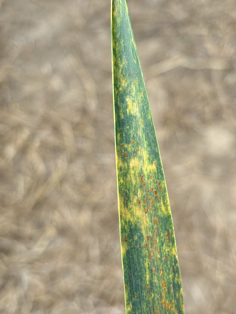 CatherineHar4's tweet image. Really useful day talking to farmers about priority cereal and oilseed pests, weeds, and diseases to guide our #IPM research @AHDB_Cereals 
DM me if you would like a say too!