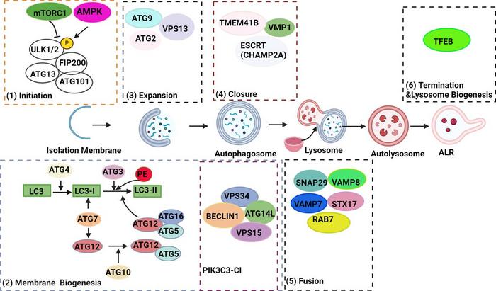 eGastroenterology (@egastro_bmj) on Twitter photo 🔬 Impaired autophagy contributes to pancreatitis by allowing damaged organelles to accumulate within acinar cells. This accumulation disrupts cellular function and can ultimately lead to cell death.📖 
Please discover more via 
🖇️ egastroenterology.bmj.com/content/2/2/e1… 🔬 Impaired autophagy contributes to pancreatitis by allowing damaged organelles to accumulate within acinar cells. This accumulation disrupts cellular function and can ultimately lead to cell death.📖 
Please discover more via 
🖇️ egastroenterology.bmj.com/content/2/2/e1…