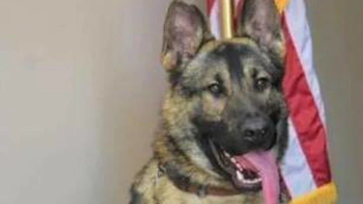 BoucheSugar's tweet photo. Charge police officer following k9 left in hot car to die. - Sign the Petition! https://t.co/Sj4inNDu6Z via @CdnChange https://t.co/r2nFJRr2Q0