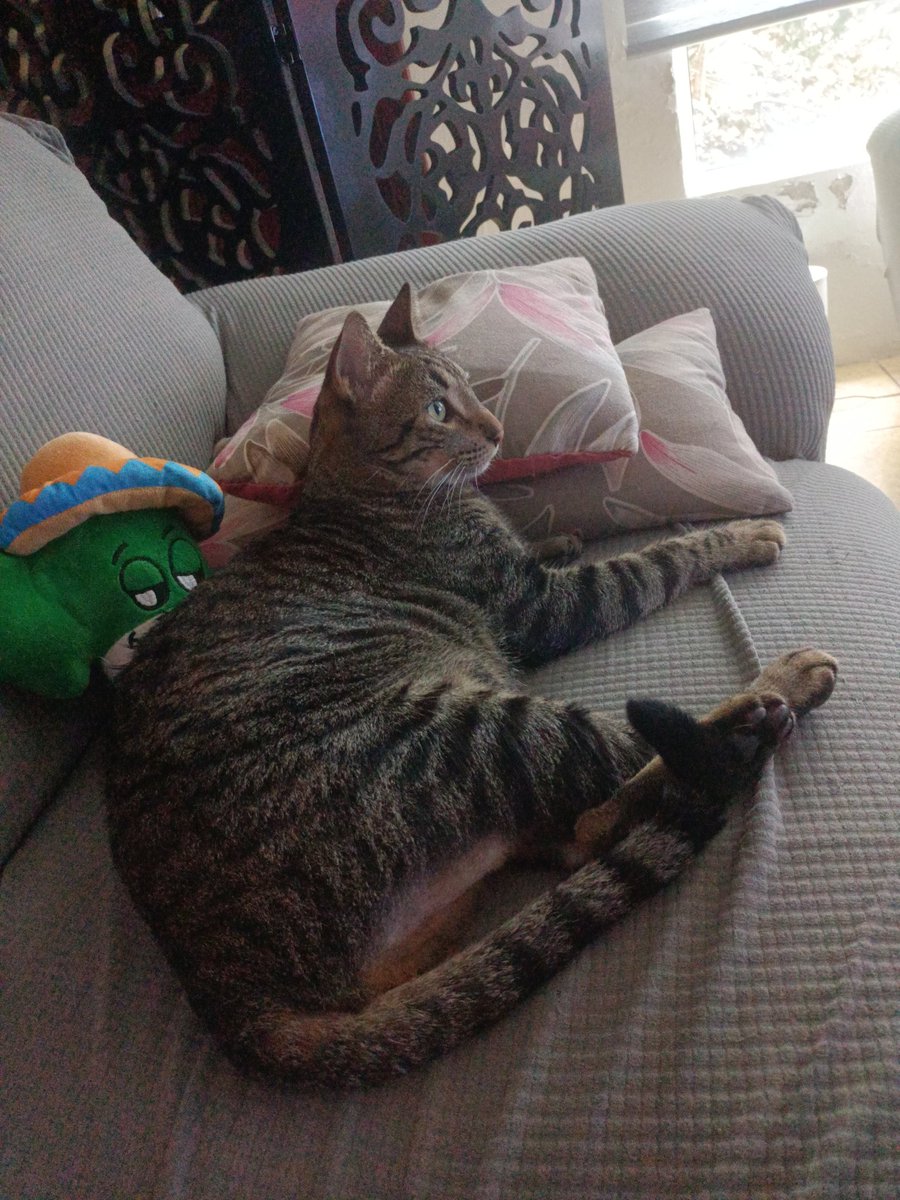 Prêt pour supporter les bleus de Mazatlán Sinaloa México #equipedeFrance