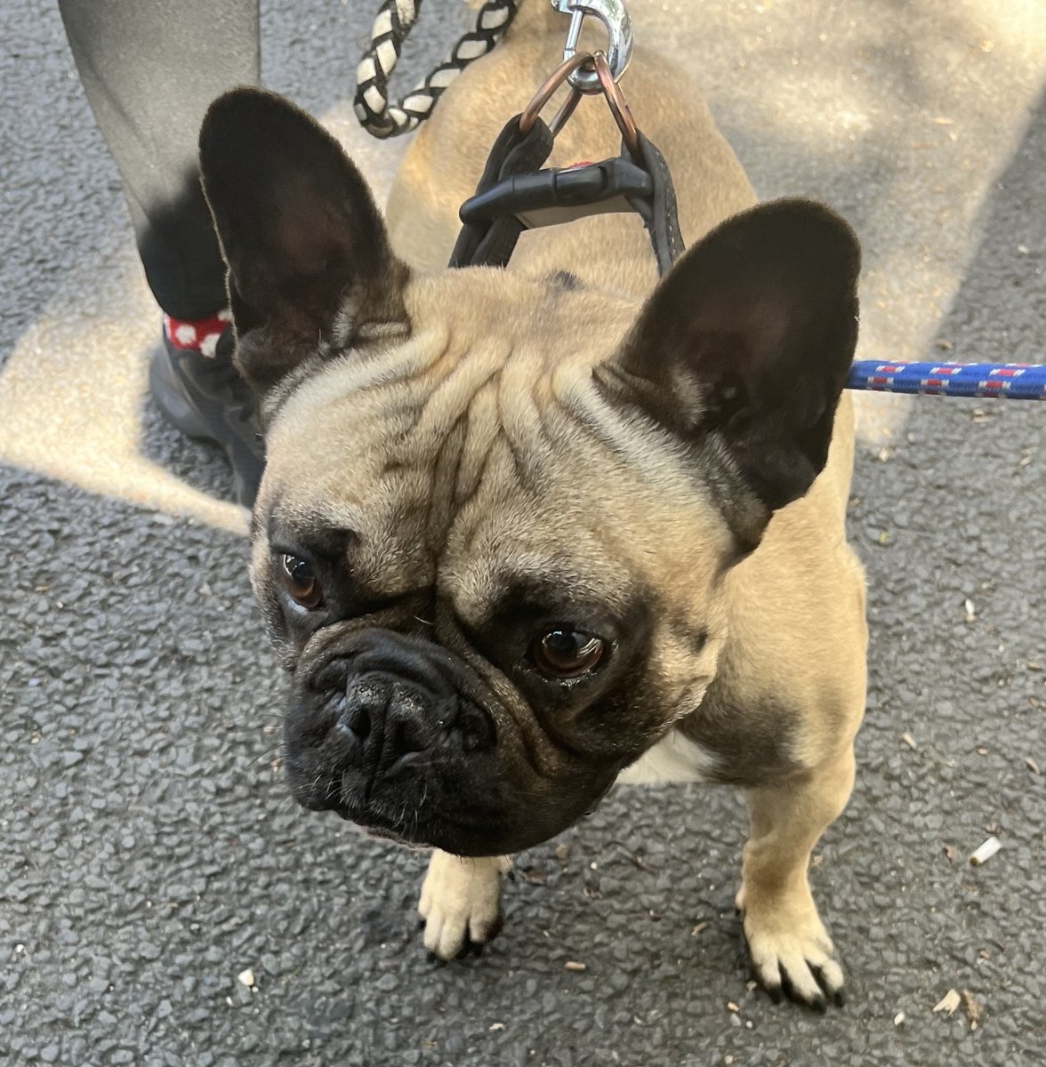 AdoptionsUk's tweet photo. Please retweet to HELP FIND THE OWNER OR A RESCUE SPACE FOR THIS STRAY DOG FOUND #EALING #LONDON 17 June 
Male FRENCH BULLDOG, he was wearing, his microchip is not registered. 
Now in a council pound for 7 days, he could be missing or stolen from another area please share widely✅
Proof of ownership required.  
This council will not allow the public to adopt❌
DETAILS👇
https://t.co/gvko0pjw8t 
SDK COUNCIL POUND 
In the UK, after 7 days, a stray dog becomes the property of the council. 
The dog can then be sent to a rescue shelter. 
If local rescue shelters are full the dog can be put to sleep.  
Shelters across the UK are full‼️   

#dogs #FrenchBulldog #Frenchie  #dog #pet #animals #adoptdontshop #Rescuedogs
@DogLostUK @MissingPetsGB #London #England @lorraine @GMB @thismorning @BBCNews @itvnews @FrenchieandFF #Frenchies @themayhew @AllDogsMatter