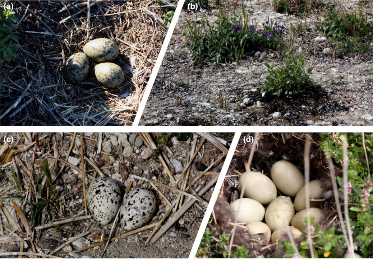 Julia Prakofjewa (@juliaprakofjewa) on Twitter photo Fresh off the press <a href="/PaN_BES/">People and Nature</a>! Discover how Kihnu islanders (Estonia) maintain a harmonious relationship with their avian neighbours. Link: besjournals.onlinelibrary.wiley.com/doi/10.1002/pa… <a href="/RenataSoukand/">Renata Sõukand 🇪🇪 🇺🇦 stand with Ukraine</a> <a href="/MatteoSart/">Matteo Sartori</a> Fresh off the press <a href="/PaN_BES/">People and Nature</a>! Discover how Kihnu islanders (Estonia) maintain a harmonious relationship with their avian neighbours. Link: besjournals.onlinelibrary.wiley.com/doi/10.1002/pa… <a href="/RenataSoukand/">Renata Sõukand 🇪🇪 🇺🇦 stand with Ukraine</a> <a href="/MatteoSart/">Matteo Sartori</a>