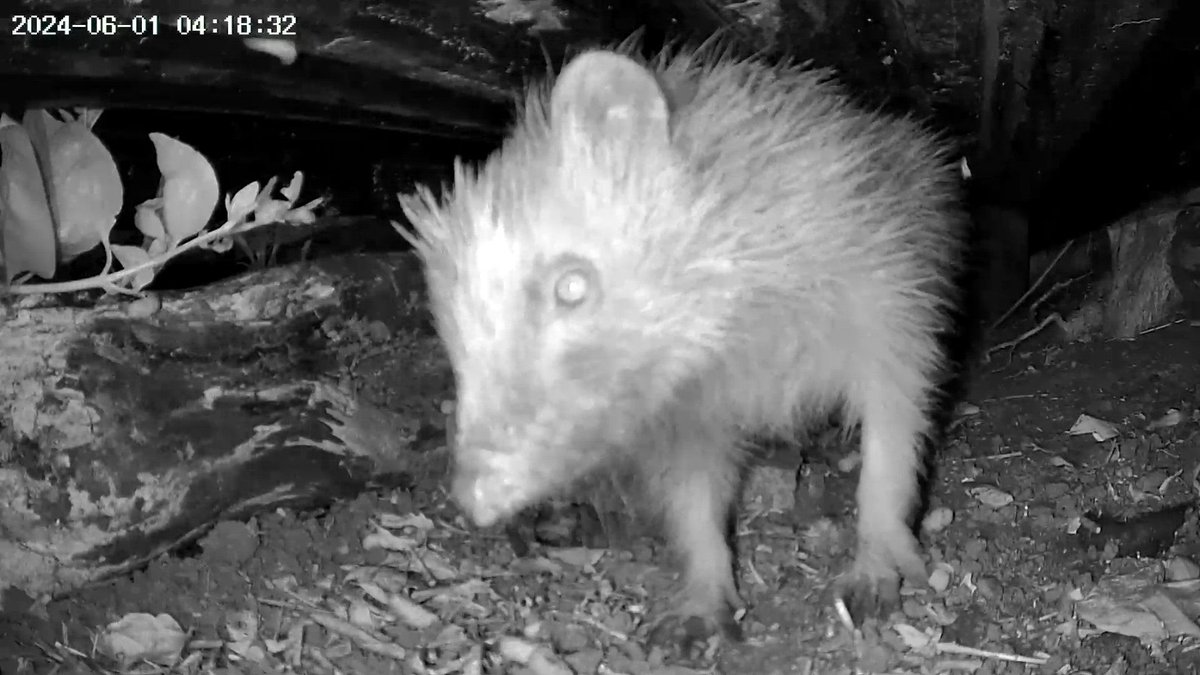 Hedgehog Society (@hedgehogsociety) on Twitter photo Hedgehog Champions - check your inbox for this month’s #HedgehogStreet e-news!!
✉️
It's #hoglet season so expect cute #hedgehogs, summer #wildlife garden tips & more!
🦔
Not a #Hedgehog Champion? Sign up 👉 buff.ly/3YJ0Unw
#HedgehogStreet is run by us & <a href="/PTES/">People's Trust for Endangered Species</a>
📷 KV Hedgehog Champions - check your inbox for this month’s #HedgehogStreet e-news!!
✉️
It's #hoglet season so expect cute #hedgehogs, summer #wildlife garden tips & more!
🦔
Not a #Hedgehog Champion? Sign up 👉 buff.ly/3YJ0Unw
#HedgehogStreet is run by us & <a href="/PTES/">People's Trust for Endangered Species</a>
📷 KV