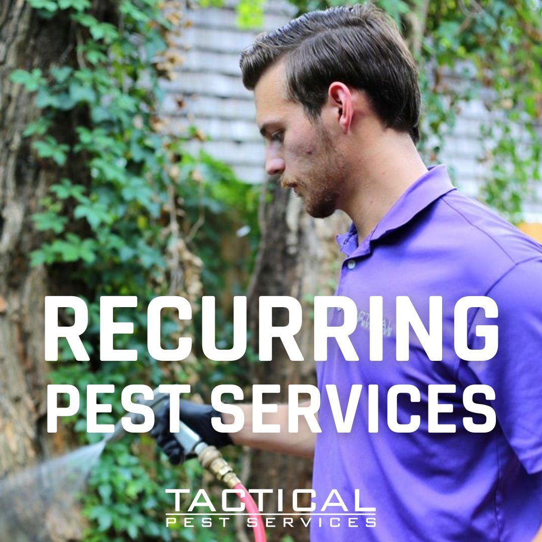 tacticalpest's tweet image. Stop ants, mosquitos, and other pests in their tracks! 🐜  Our recurring services ensure a pest-free home, giving you peace of mind. Click the link to find a plan that works: bit.ly/RecurringServi… #TacticalPestServices #RecurringServices #DFW #PestManagement