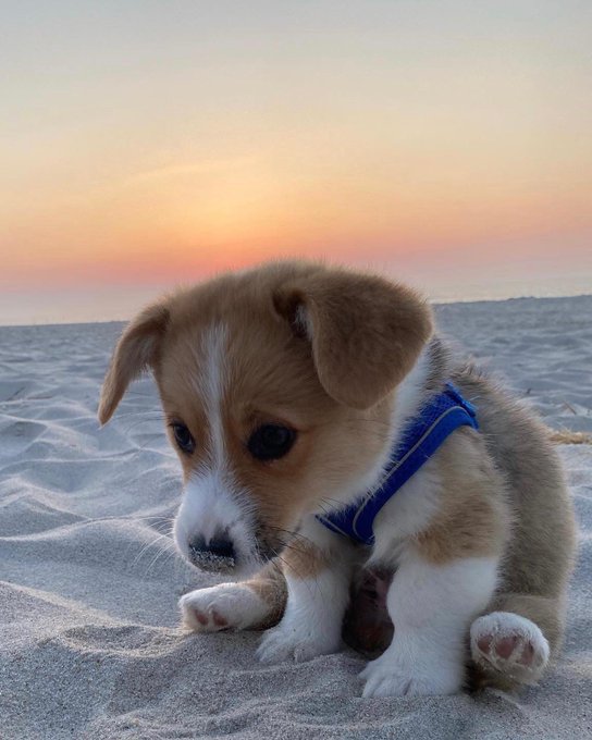 Watch WeRateDogs's leaked NSFW photo on TwXstars