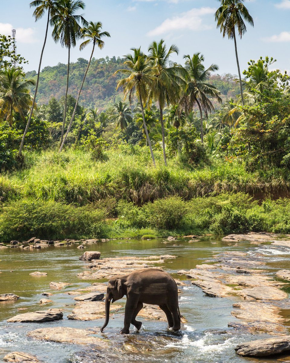 Have you thought about Sri Lanka? 🐘 🇱🇰

 Our Best of Sri Lanka tour starts and ends in the vibrant capital, Colombo, exploring Buddhist temples, botanical gardens, and tea plantations 🍃 Find out more: ow.ly/bmNL50Sp027

#titantravel #titantours #travelinspiration