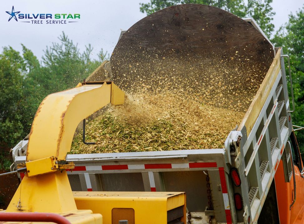 SilverStarTree1's tweet image. Chipping
With our equipment we can chip up to 10 inches in diameter directly on site. Chipping is billed per hour with a minimum of one hour.

Learn More: zurl.co/ZaRB
Call Us:  (250)-550-5308

#silverstartreeservice
#vernontreeservice