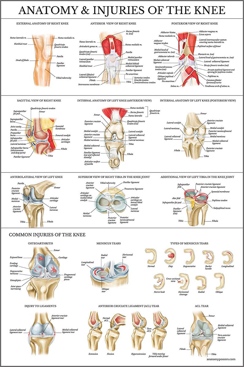 physio_clinics's tweet photo. 👨🏻‍⚕️ملخص طبي تشريحي جميل يلخص تشريح الركبة والإصابات الشائعة التي تحدث للركبة🦵👌 https://t.co/4k0EqBiMfB