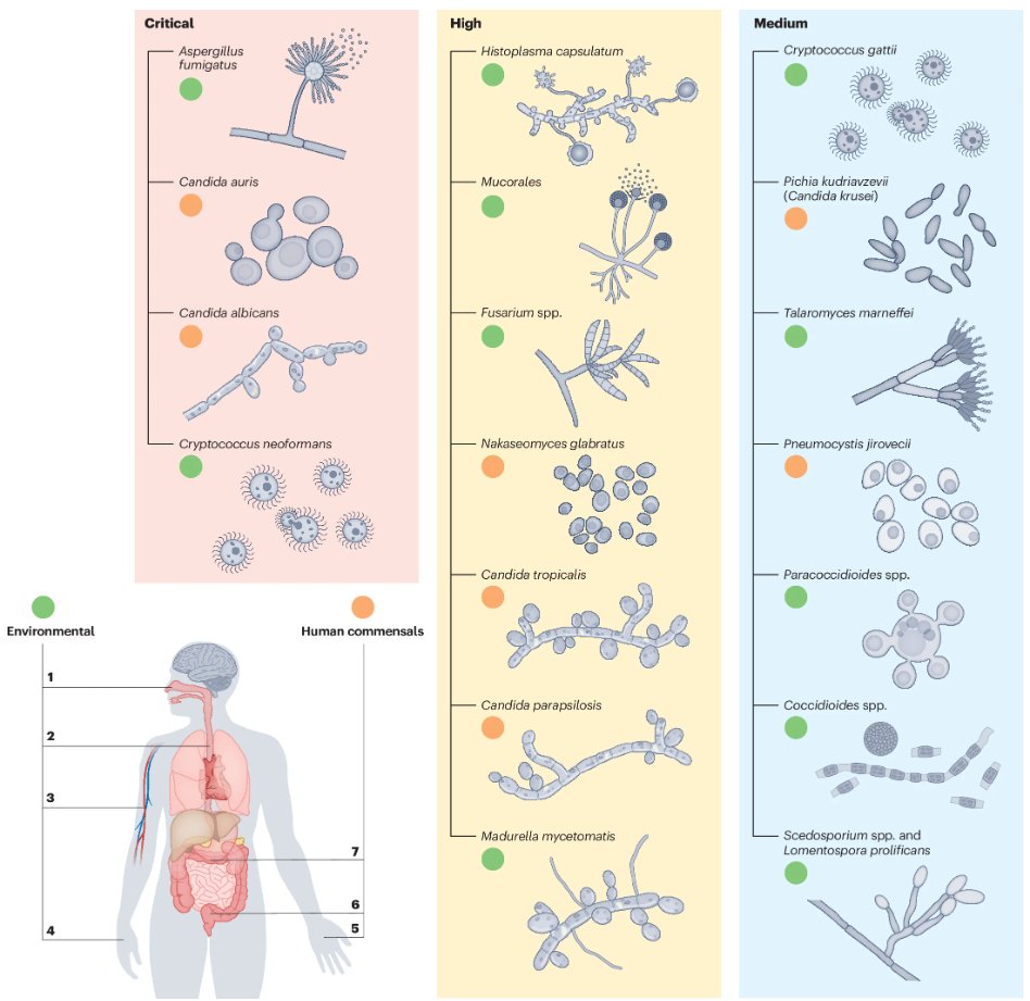NatureRevMicro's tweet image. The pathobiology of human fungal infections

rdcu.be/dLR4F

Brown et al. provide an overview of fungal pathobiology from the pathogen, host and clinical perspectives, focusing specifically on pathogens that can cause invasive life-threatening infections.