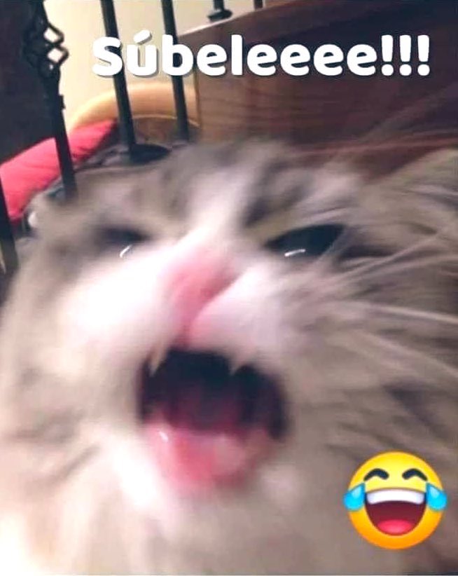 Ornelatm's tweet image. Qué perro rolón de Tears for fears!
¡Pero súbele Airtooooooo! 
 #PoderosaChapata