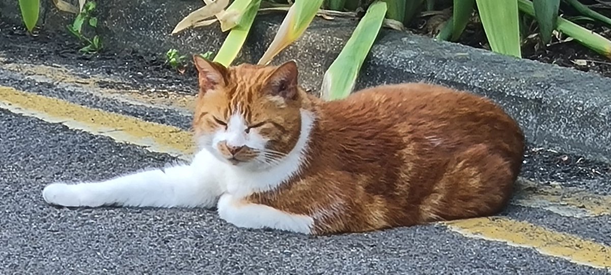 <a href="/CanvassingCats/">Canvassing Cats</a> this is Elvis, what an absolute hunk 😍💚😍💚😍💚