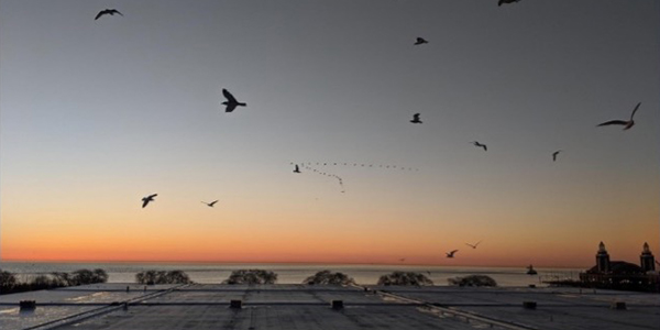 Wild Goose Chase tweet media