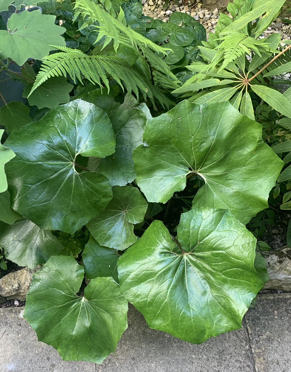 🌴Dorset Tony🌴 (@dorsettony) on Twitter photo The fantastic Farfugium japonicum BSWJ14699 from <a href="/crugfarmplants/">Sue Wynn-Jones</a>, looking rather superb (& relatively untouched by slugs and 🐌’s). The fantastic Farfugium japonicum BSWJ14699 from <a href="/crugfarmplants/">Sue Wynn-Jones</a>, looking rather superb (& relatively untouched by slugs and 🐌’s).