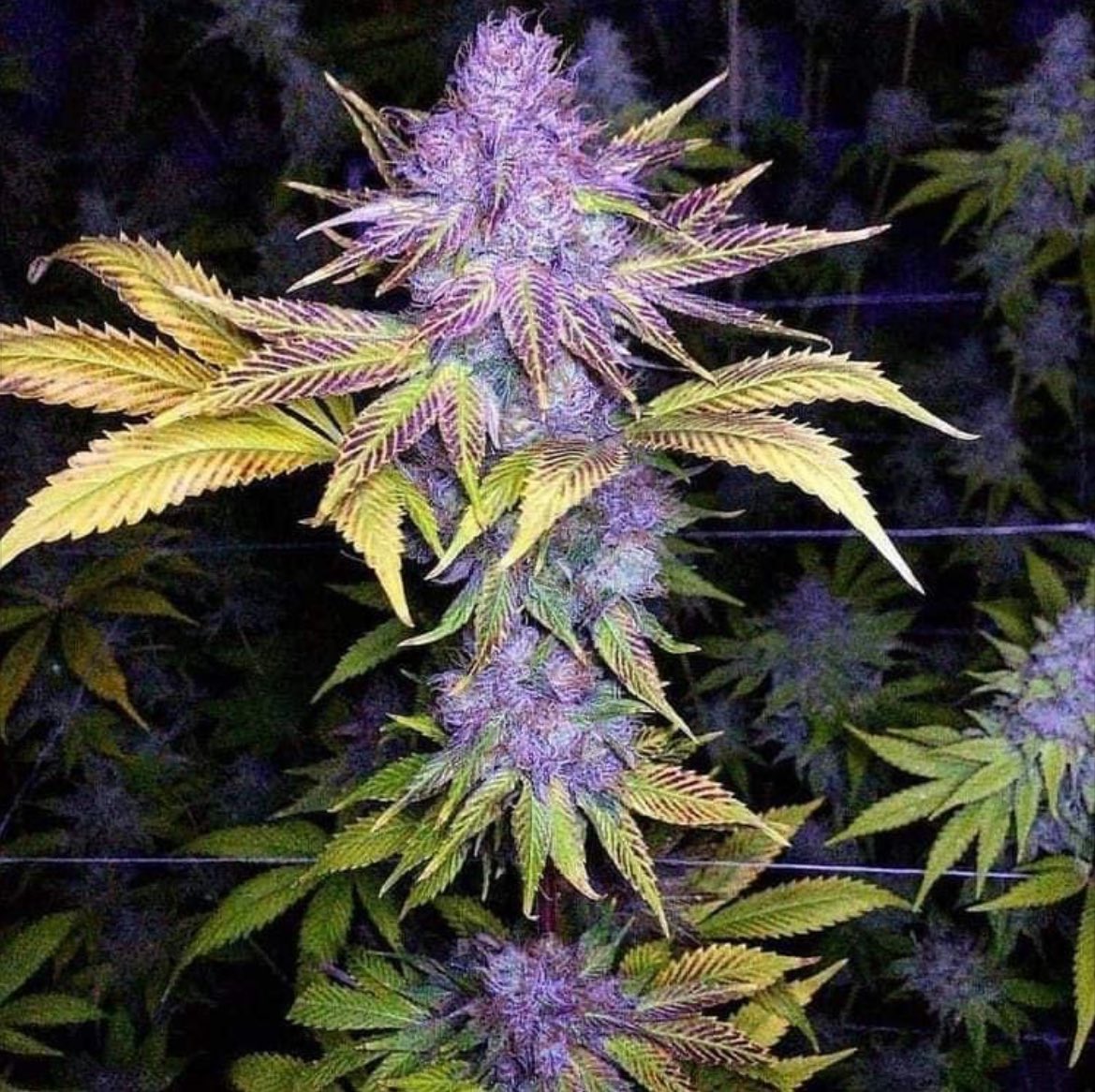 Fernand49034227's tweet photo. Pineapple Shocker 🍍
#ganja #purple @nicholas_ganchi
📸I love growing 420 https://t.co/ZDnoJRTD3S