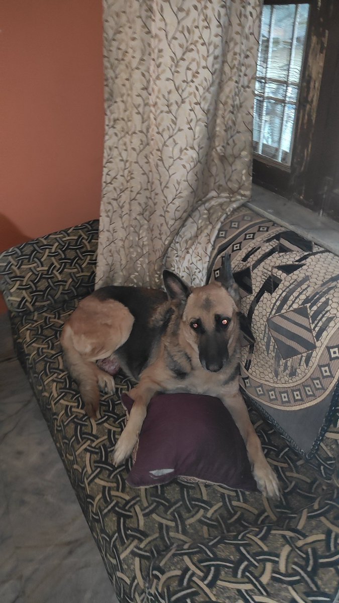drunkgeek_'s tweet photo. After 13 years of companionship, loyalty and selflessness love she has left the world and all of us are grieving. My baby is gone and I can't stop remembering all the good memories we have created in the last 13 yrs. 
May she rest in peace and keep wagging her tail. ❤️

#RIPJERRY https://t.co/MRtbZyBvGx