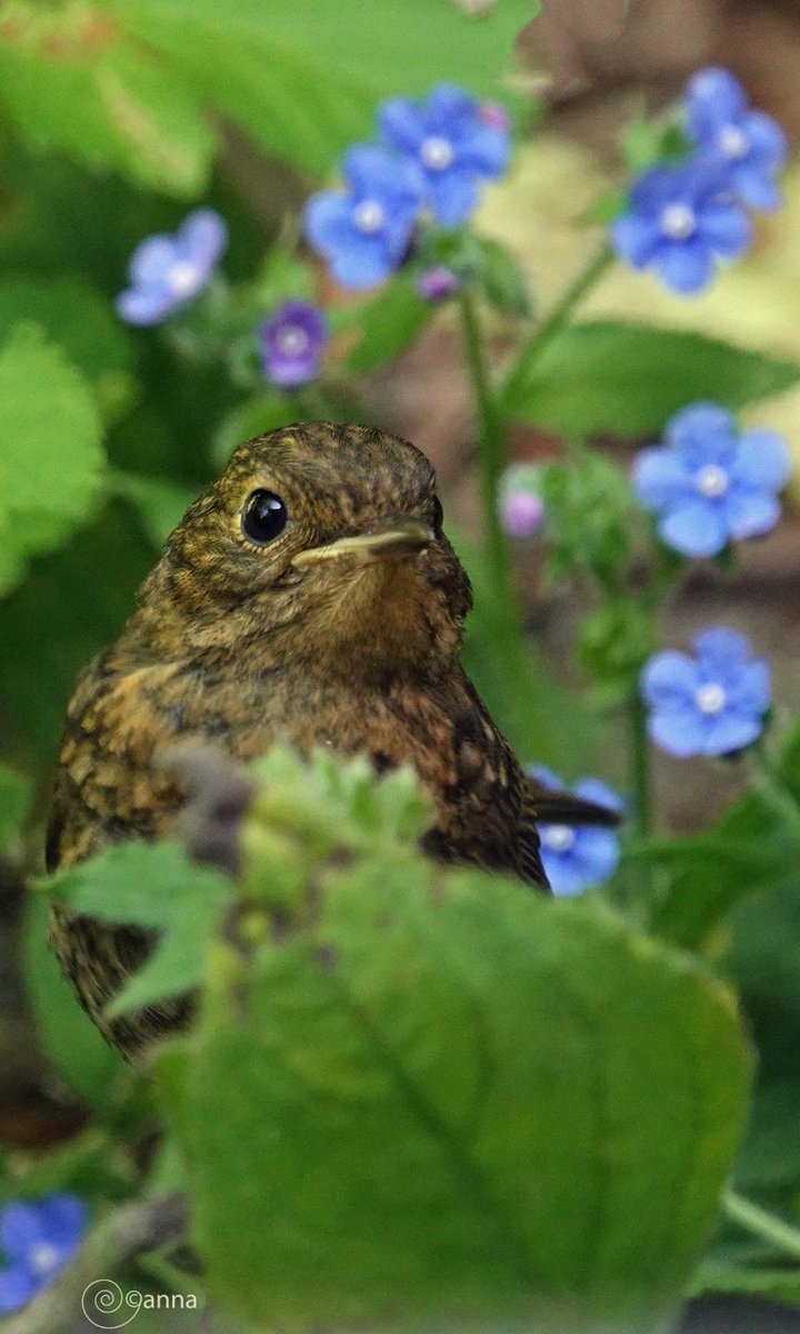 N_IS_AMAZING's tweet photo. hij kwam voor de meelwormpjes
kreeg door mijn aanwezigheid
daar niet veel gelegenheid toe
en ging maar wat water drinken...
ineens die kuif hè 🤭 🩵
2/3 #nature today 🌿 🪶 https://t.co/gp9JzXPSq5