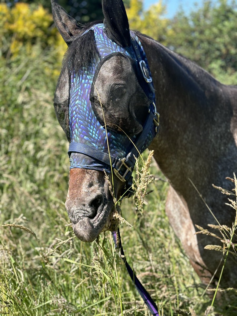 Kleiner Drache im Gras… #Pferdezeit #Sommersonnesonnenschein #Wiesenzeit