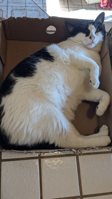 Luna Petunia 😂 https://t.co/ZiG4xqZ7UF