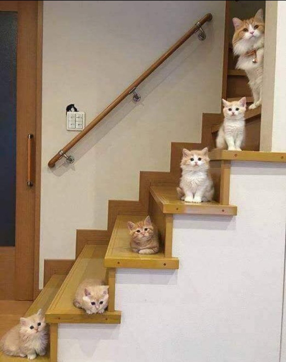 Catsillyness's tweet image. Stairway to Heaven