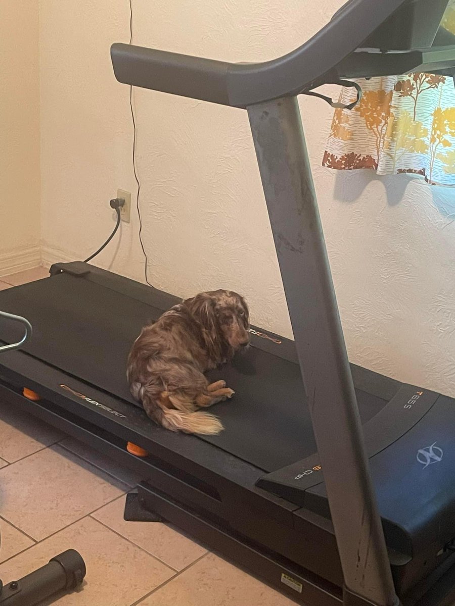 seanray1967's tweet image. My dog Lincoln using the treadmill this morning so I ran outside. #dogs #runner