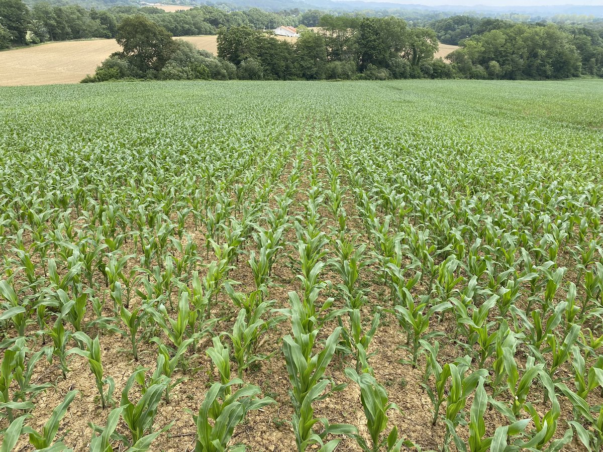 Mathieu Bonnehon tweet media