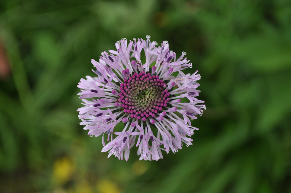 "About 10% of the southeastern United States’ 8,000 native plant species have been identified in the last 50 to 60 years, according to Weakley."

Read more about our Herbarium's work in this excellent piece from UNC Research!

endeavors.unc.edu/the-green-thum…