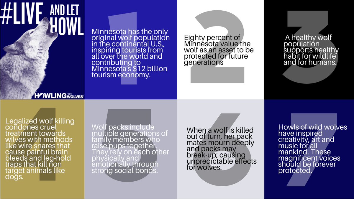 Here are 7 reasons to let wolves #LiveAndLetHowl to personalize your talking points when speaking to your lawmakers and encouraging them to #BanWolfHunting for good!