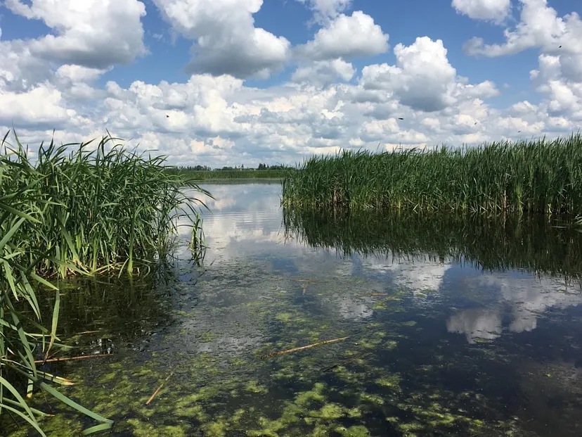 birdwatcherLT's tweet photo. Excited to share that some of my Masters research is now published!! @FACETSJournal 
These days, we pay attention to GHGs in the atmosphere... my research improves estimates of *natural GHG emissions* from prairie wetlands.
Read the plain language summary: https://t.co/t5yf9VJ44C https://t.co/6Y7uhMi9Zt