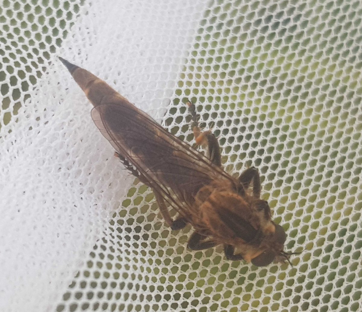 Downland Villa and Hornet Robberfly from Swift's Hill in Gloucestershire yesterday #invertebrates