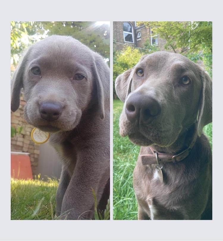 4 years of this gorgeous creature ❤️