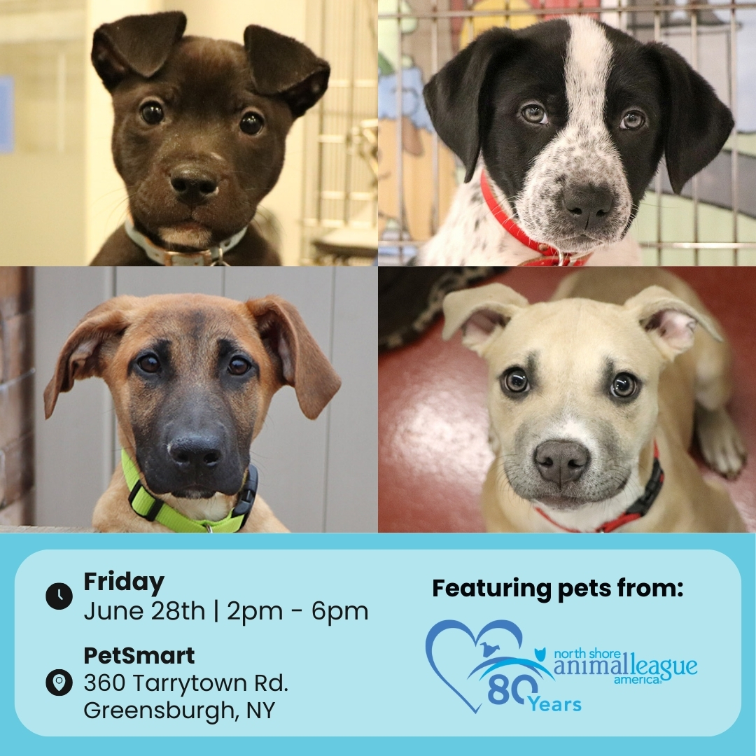 AnimalLeague's tweet photo. 🚨 GREENSBURGH, NY! 🚨
This FRIDAY, 6/28/24, our Mobile Adoption Unit is rolling into PetSmart (360 Tarrytown Road) from 2 PM to 6 PM! 🐶✨
Get pre-approved  by emailing us at Offsite@AnimalLeague.org!
 #GetYourRescueOn #80YearsofRescue #Adopt #Greensburgh https://t.co/4mkCGpWmrF