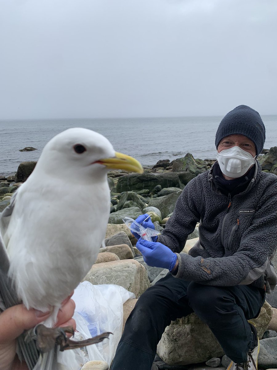 Tone Reiertsen (@tonereiert) on Twitter photo Ringing Kittiwakes at Ekkerøy in East Finnmark while being filmed by national TV. Colab with vets - checking for HPAI antibodies after last years devastating outbreak that killed 15k. Chick productions is promising and weather is fab! #seabirds <a href="/NINAnature/">NINAnature</a> Ringing Kittiwakes at Ekkerøy in East Finnmark while being filmed by national TV. Colab with vets - checking for HPAI antibodies after last years devastating outbreak that killed 15k. Chick productions is promising and weather is fab! #seabirds <a href="/NINAnature/">NINAnature</a>