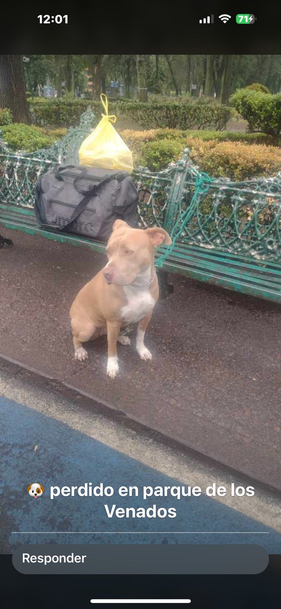 Hola Equipo !! Anda un perrito perdido en el parque de los venados para que pasen la voz y la foto, es tremendo lo que hacen, se ve tristísimo por favor quien pueda compartir o ayudar está amarrado en una banca 🥹😔😭