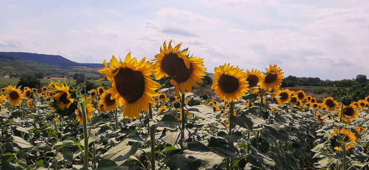 palmsquirrel's tweet photo. @LeTour @SportsOrla @nedboulting @millarmind @Petekennaugh started early with the sunflowers 🌻 visiting my friend in Tutrakantsi Bulgaria 🇧🇬 https://t.co/HuG56nW29B