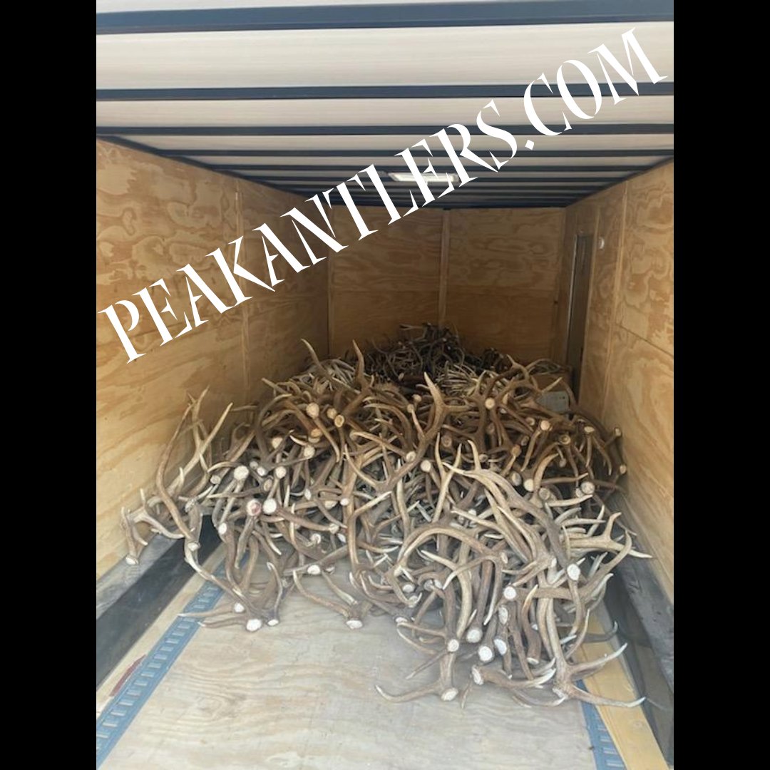 PeakAntlerCo's tweet image. Owner Jeff just got back from Utah with a trailer full of antlers. We are stocked up and ready to take orders!!!

zurl.co/2LOP

#stockedup #antlers #antlershed #antlerchandelier #furniture #ordernow #thepeakantlercompany
