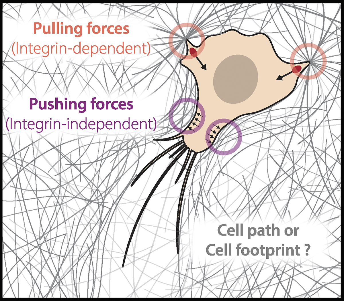 Journal of Cell Biology (@jcellbiol) on Twitter photo T cells use focal adhesions to pull themselves through confined environments, say Alexia Caillier (<a href="/AlexiaCaillier/">Caillier Alexia</a>), Patrick Oakes (<a href="/pwoakes/">Patrick Oakes</a>) <a href="/LoyolaChicago/">Loyola University Chicago</a> and colleagues: hubs.la/Q02DfTfd0
#Immunology #Migration #motility #Biophysics #Adhesion #integrins T cells use focal adhesions to pull themselves through confined environments, say Alexia Caillier (<a href="/AlexiaCaillier/">Caillier Alexia</a>), Patrick Oakes (<a href="/pwoakes/">Patrick Oakes</a>) <a href="/LoyolaChicago/">Loyola University Chicago</a> and colleagues: hubs.la/Q02DfTfd0
#Immunology #Migration #motility #Biophysics #Adhesion #integrins