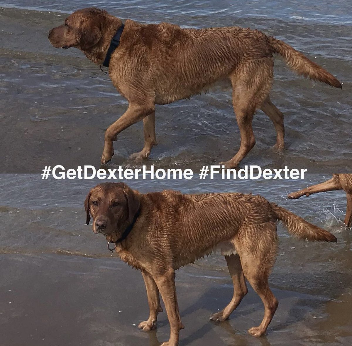 getdexterhome's tweet image. 3 AND A HALF YEARS. . .WHERE IS DEXTER? Thank you to everyone still continuing to keep their eyes and ears peeled for any sign of our boy.
DEXTER disappeared on a walk in #HP9 area on 14/01/21. He is an ADULT MALE FOX RED LABRADOR, NEUTERED and MICROCHIPPED. #GetDexterHome