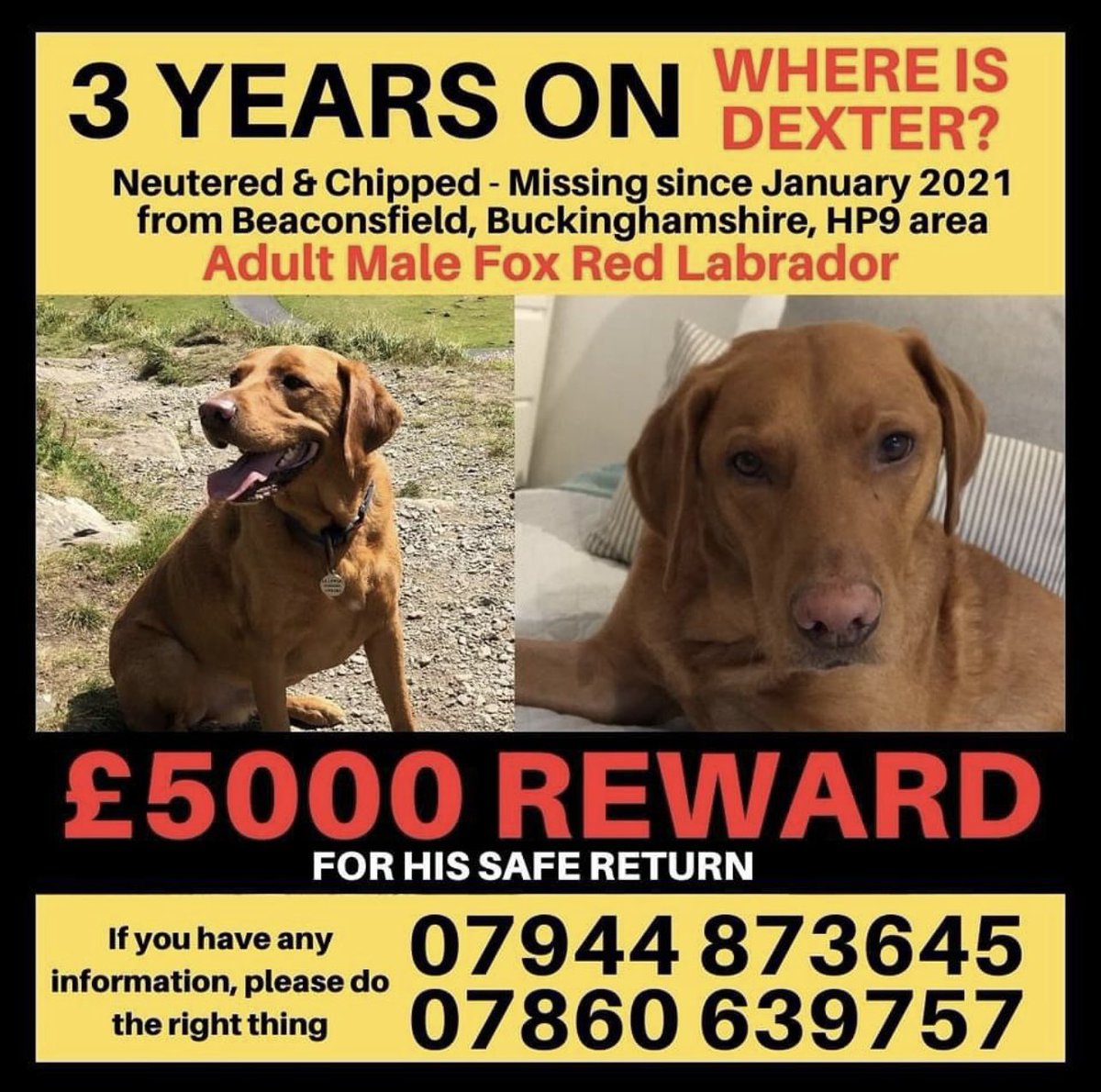 getdexterhome's tweet image. 3 AND A HALF YEARS. . .WHERE IS DEXTER? Thank you to everyone still continuing to keep their eyes and ears peeled for any sign of our boy.
DEXTER disappeared on a walk in #HP9 area on 14/01/21. He is an ADULT MALE FOX RED LABRADOR, NEUTERED and MICROCHIPPED. #GetDexterHome