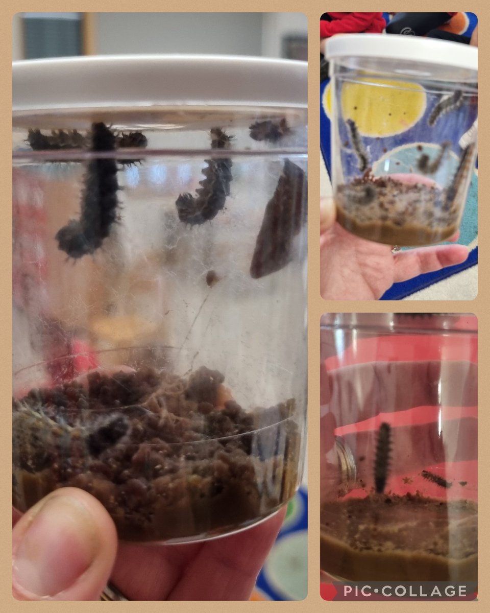 ParcyTywyn's tweet photo. 🐛 Mae aelodau newydd Blwyddyn 1 Mrs Davies yn tyfu 🐛 Rydym mor gyffrous 🐛 #pyt #pod2 #bl1 #bywynybaw #gwyddoniaeth https://t.co/1iDVmcXelf