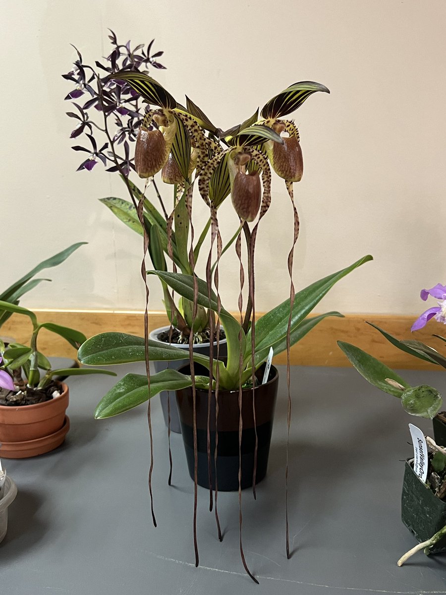 FoothillsOrchid's tweet photo. Some highlights from our June Show Table! https://t.co/2KsaB4Ovrm