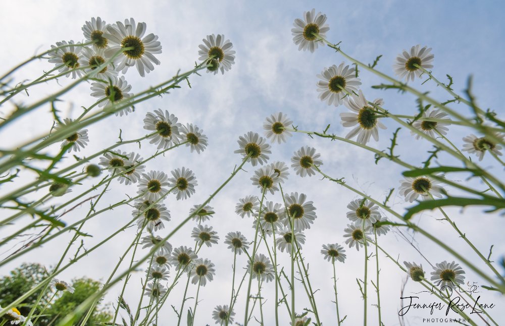 Jens_Starry_Sky's tweet photo. "The dance of daisies in the breeze is nature’s way of orchestrating a symphony of joy in the meadow of life." 😍 #DaisiesAreMyFavorite #BugsEyeView #daisies @ThePhotoHour @WSAZBrandon @SpencerWeather @JoshFitzWx https://t.co/pfFlHmHTYT