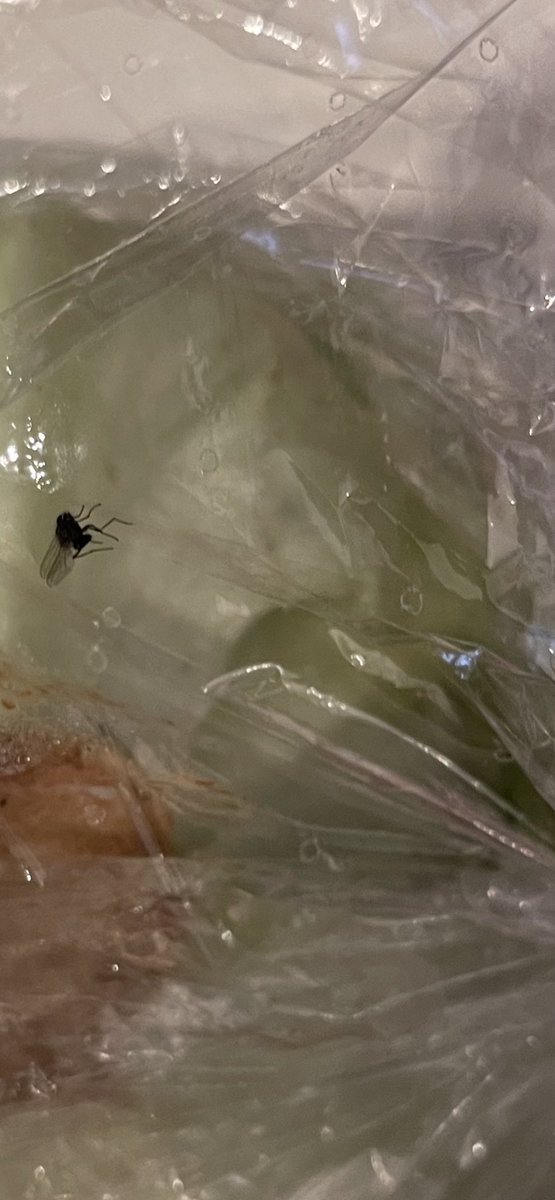 Gingerminime81 tweet media