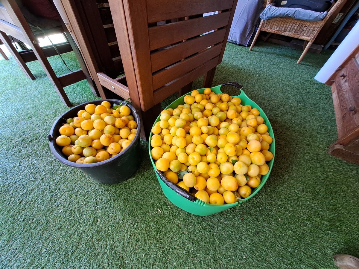 recce191's tweet photo. 1st part of the Mirabellen (yellow plums) taken. Still at least the same amount to come....all from one tree. https://t.co/ArW0xfmtgk