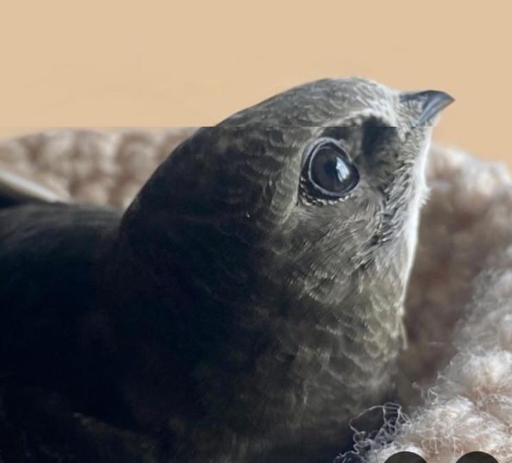 Urgent request for volunteers in Sheffield to help us survey swift nests in S12 &amp; S13 over the next 6 weeks. Mon &amp; Thurs evenings starting 8:30 till light fades 
No prior experience needed
Please email Sheffieldswiftnetwork@gmail.com
We will reply with more details