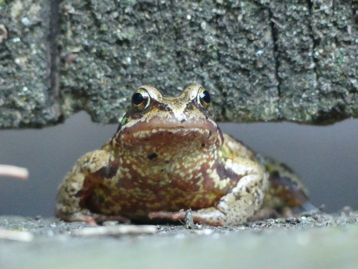 A common frog under the garden gate in the cool of this morning, wearing a little bit of duckweed. <a href="/froglifers/">Froglife</a> <a href="/SussexARG/">Sussex ARG</a>