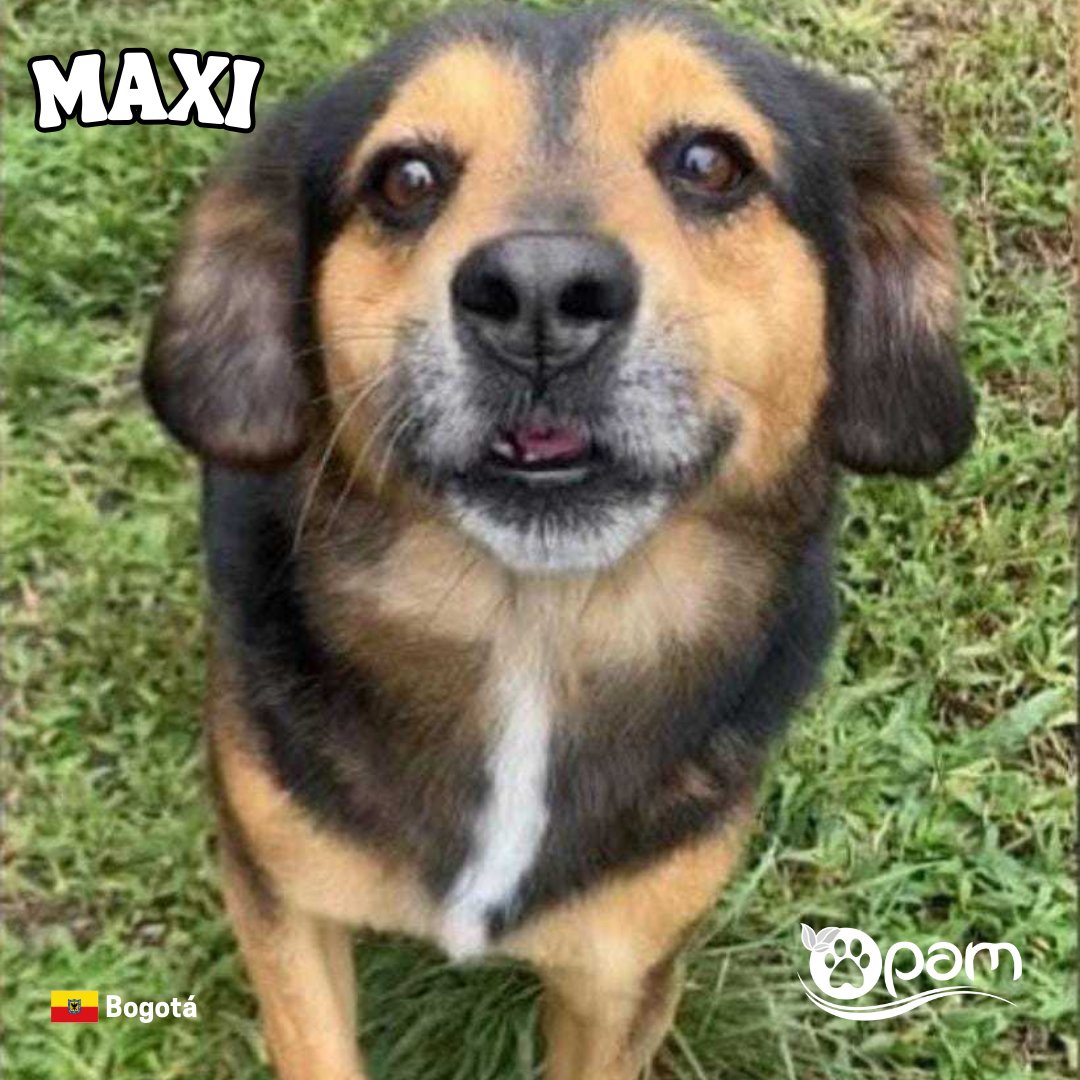 FundacionOPAM's tweet photo. Te presentamos a Maxi, un lindo 🐕criollito, de 8 años, le gusta salir a pasear y jugar, le encanta estar acompañado tanto de personas como de otros perritos.

Sí, deseas darle una oportunidad escríbenos por WhatsApp +573194617259 🐾¡¡espera por ti !!

#YoSoyOpam #Adoptanocompres https://t.co/X5VvQGxfNA